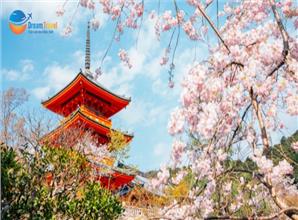 Tour Nhật Bản Mùa Hoa Anh Đào: Cung Đường Kyoto - Làng Chài Ine